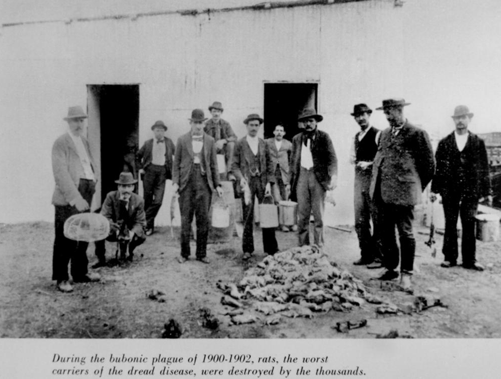 Destroyed rats during the bubonic plague in Brisbane, 1902. State Library of Queensland, Australia.