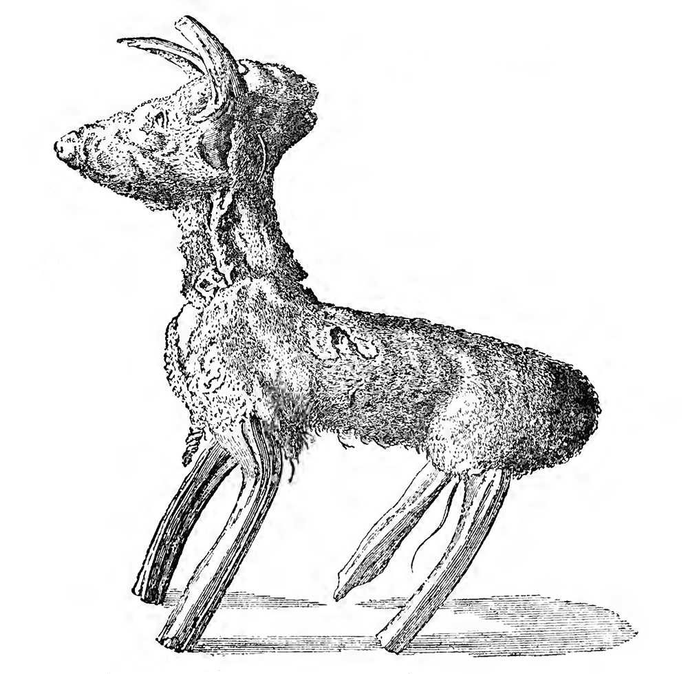 “Rough Model of a Tan-Colored Dog, Shaped by the Chinese from the Rhizome of a Fern, and Submitted to the Royal Society by Dr. Breyn as a Specimen of the ‘Scythian Vegetable Lamb,’ ” from Philosophical Transactions, No. 390, 1725, reproduced in The Vegetable Lamb of Tartary, by Henry Lee, 1887. The Internet Archive, University of Toronto.
