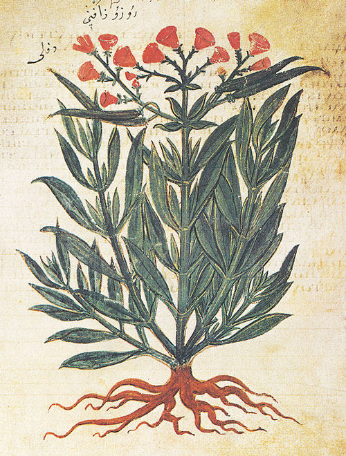 A botanical drawing of a plant with small red flowers and visible roots.