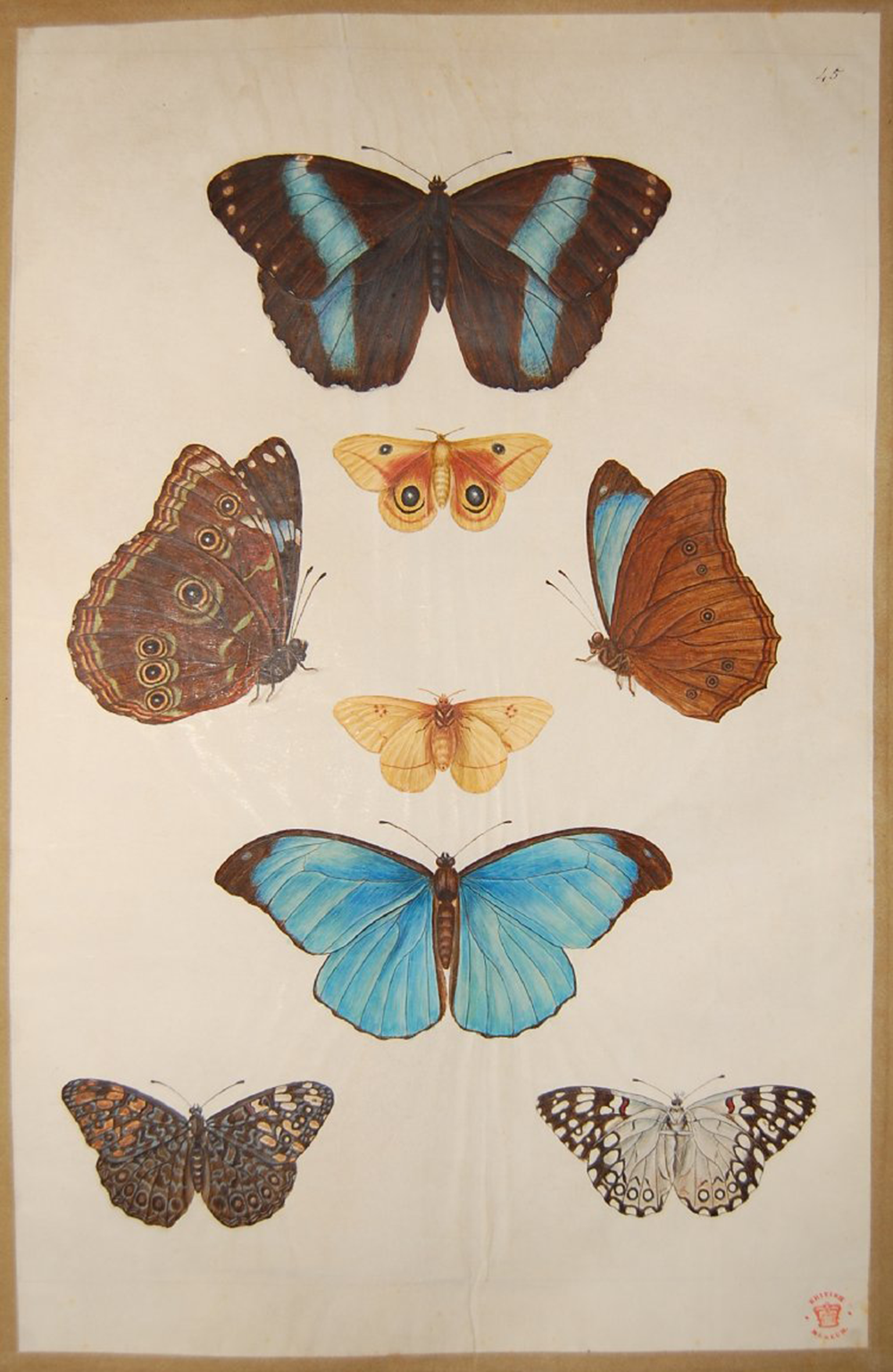 Eight studies of four butterflies seen from above and below, from “Roberts’s Drawings of Plants, Birds, Shells &c., Vol. II,” by Nicolas Robert. © The Trustees of the British Museum.