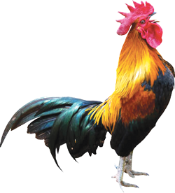 A rooster.