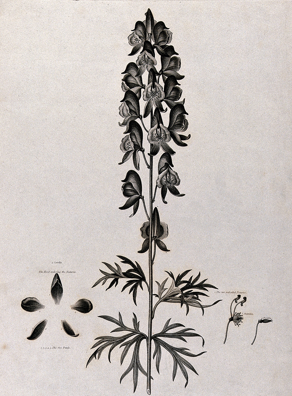 Aconite or monkshood, by J. Caldwall, after P. Henderson, c. 1804.