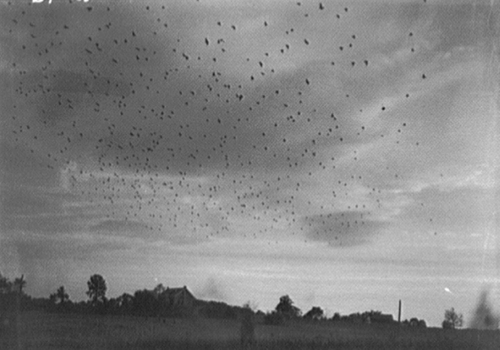 Starlings in flight, c. 1920. Photograph by Theodor Horydczak. Library of Congress, Prints and Photographs Division.