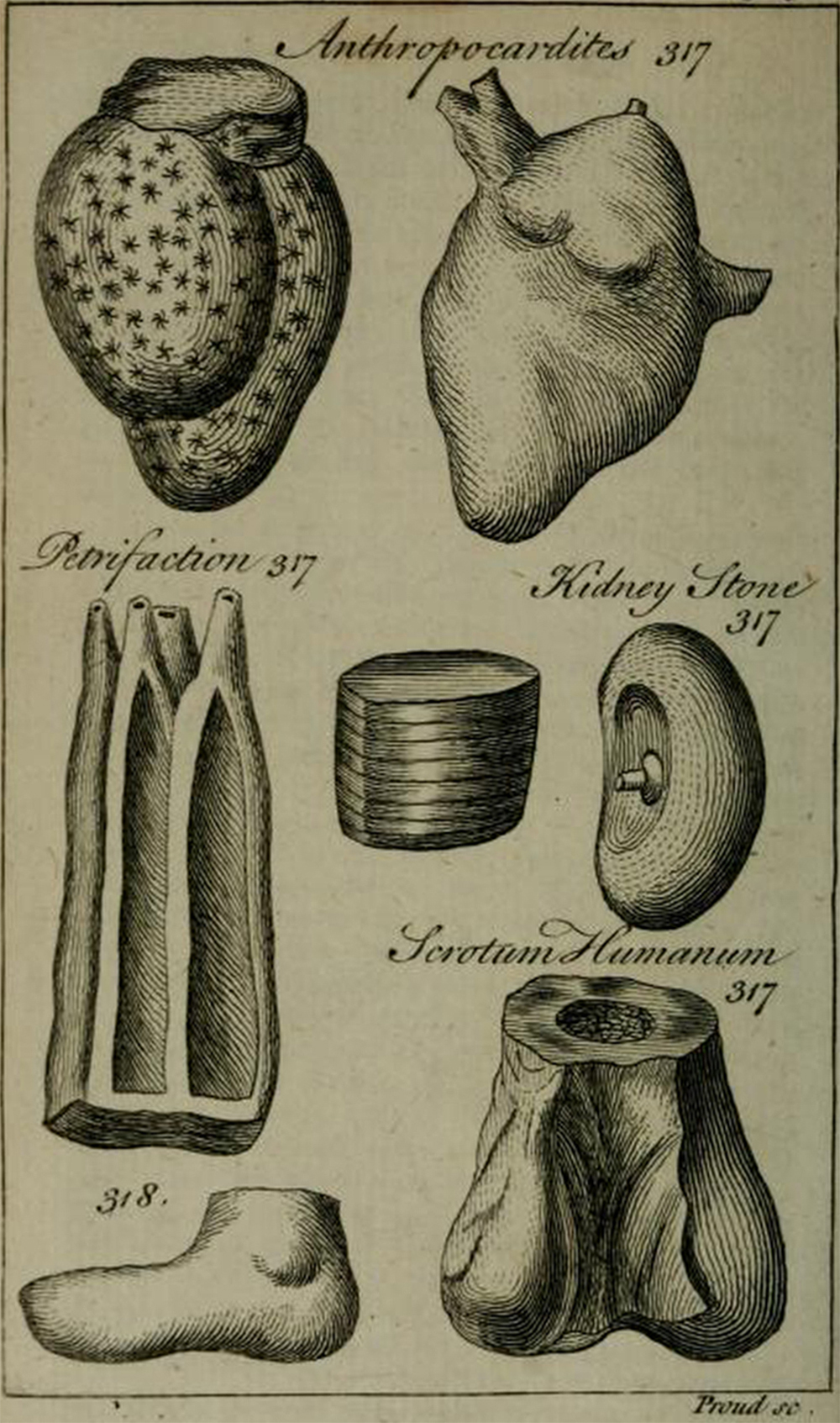 An illustration from “A New and Accurate System of Natural History,” by Richard Brookes, 1763. Internet Archive, Duke University Libraries.