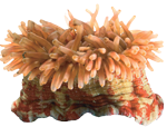 a Sea anemone.