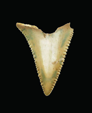 A shark tooth.