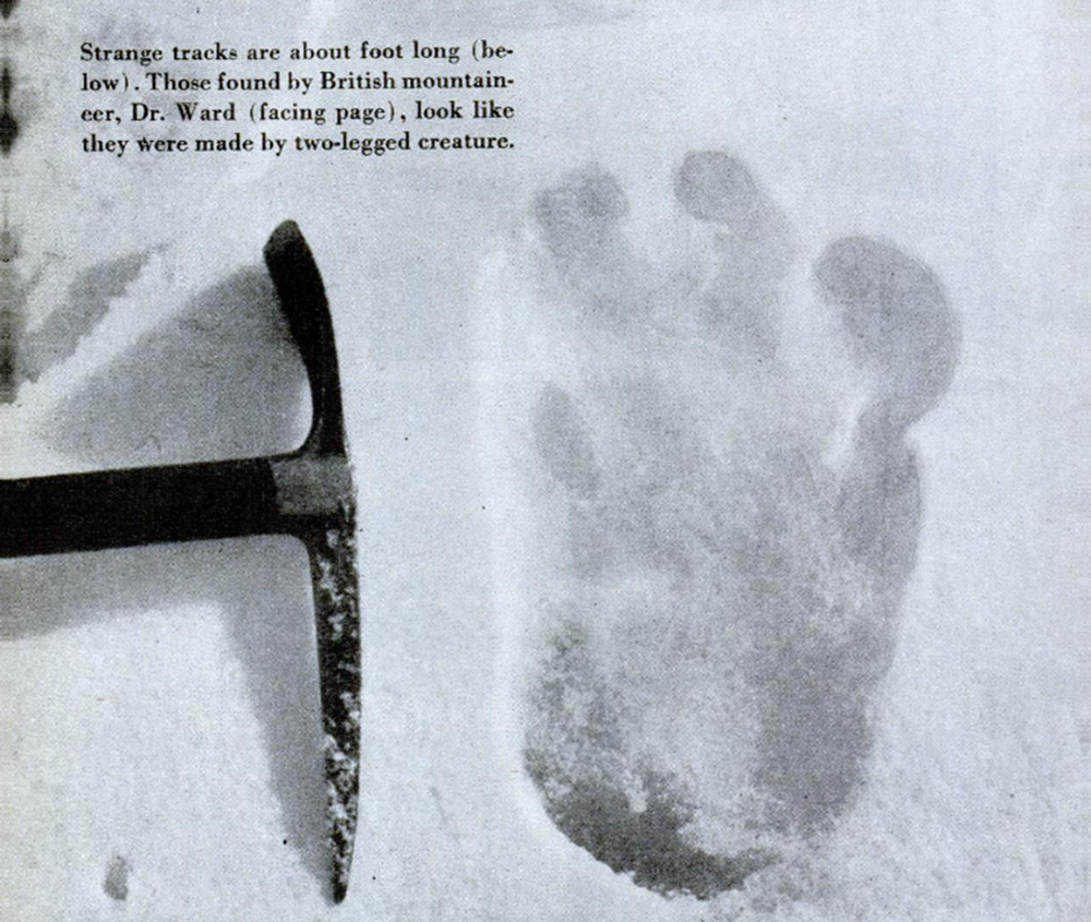 Photograph of alleged yeti footprint found by Michael Ward, Menlung Glacier, 1951, by Eric Shipton. From Gardner Soule, “The World’s Most Mysterious Footprints,” Popular Science, December 1952. Wikimedia Commons.