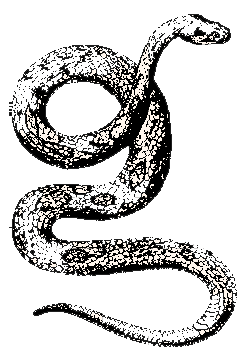a coiled snake