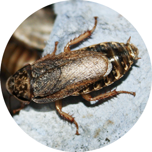A speckled cockroach.
