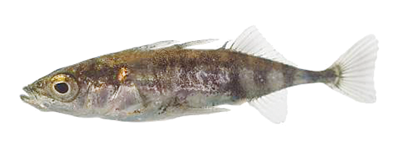 Three-spined stickleback