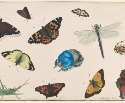 Sheet of Studies of a Dragonfly, Grasshopper, Butterflies, Moths, and Beetles, c. 1636