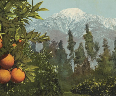 A California Anomaly, Snow and Oranges, Pasadena, California