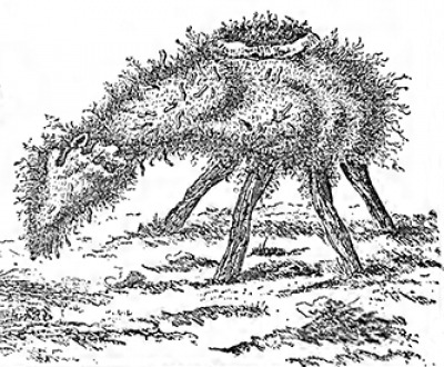 “The ‘Borometz,’ or ‘Scythian Lamb,’ ” from Connubia Florum, by De La Croix, 1791, reproduced in The Vegetable Lamb of Tartary: A Curious Fable of the Cotton Plant, by Henry Lee, 1887. The Internet Archive, University of Toronto.