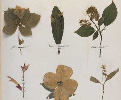 Pressed leaves with labels