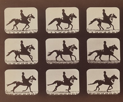 Attitudes of Animals in Motion