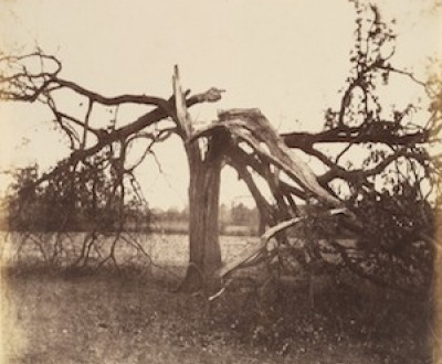 Oak Struck by Lightning, Badger, 1856.