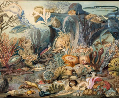 Ocean Life