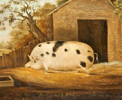 Gloucester Old Spot, 1834, by John Miles. Gloucester Museums Service Art Collection.
