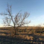 Midwinter rural scene in far-west Texas. February 15, 2014. Carol M. Highsmith. The Library of Congress.