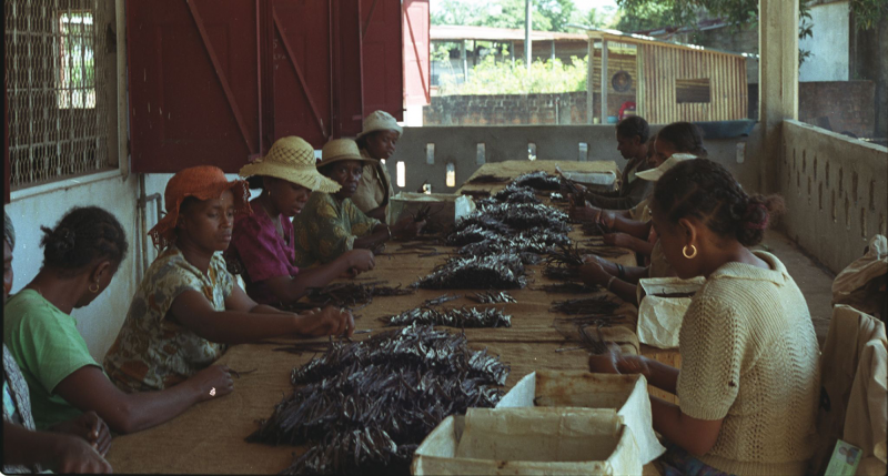 Women grading vanilla beans, Sambava, Madgascar, 2001. Photograph by Jonathan Talbot, World Resources Institute. Women grading vanilla beans, Sambava, Madgascar, 2001. Photograph by Jonathan Talbot, World Resources Institute.