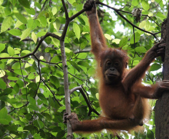 Gunung Leuser National Park, 2017. Photograph by Dennis Keller. Flickr. (CC BY 2.0)