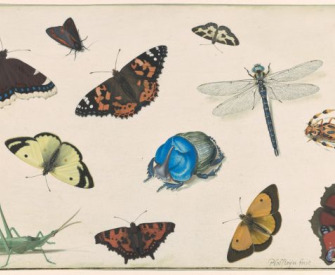 Sheet of Studies of a Dragonfly, Grasshopper, Butterflies, Moths, and Beetles, c. 1636