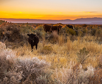 Photograph of cattle grazing at sunset on open public rangeland east of Steens Mountain in Malheur County, Oregon, 2017, by Greg Shine, Bureau of Land Management. Flickr (CC BY 2.0).