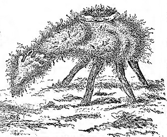 “The ‘Borometz,’ or ‘Scythian Lamb,’ ” from Connubia Florum, by De La Croix, 1791, reproduced in The Vegetable Lamb of Tartary: A Curious Fable of the Cotton Plant, by Henry Lee, 1887. The Internet Archive, University of Toronto.
