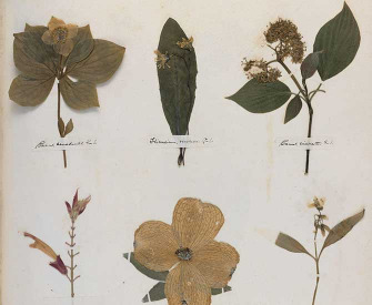 Pressed leaves with labels