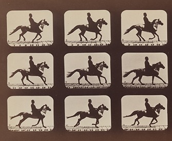 Attitudes of Animals in Motion