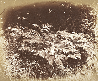 Ferns in a Glade, by J.D. Llewelyn, c. 1855. LACMA.