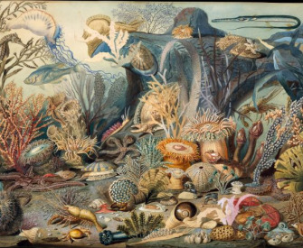 Ocean Life