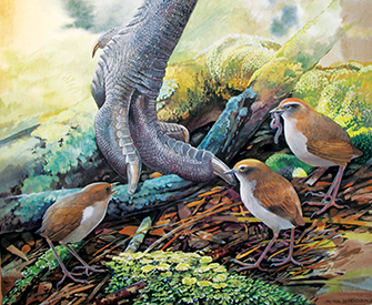 Native New Zealand wrens (Pachyplichas yaldwyni) and the foot of a moa (Dinornis novaezelandiae). Illustration by Peter Schouten.