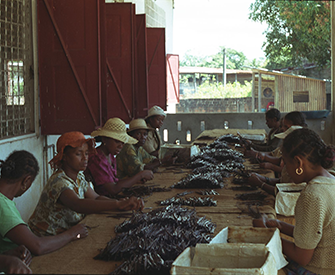 Women grading vanilla beans, Sambava, Madgascar, 2001. Photograph by Jonathan Talbot, World Resources Institute.