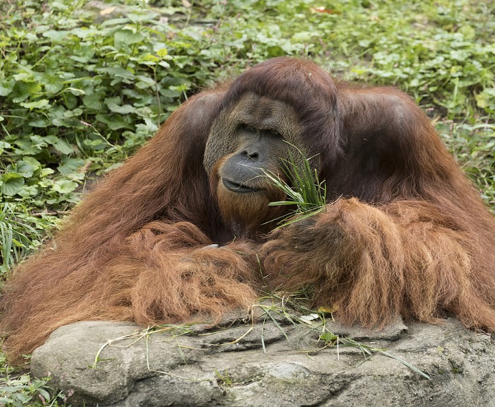 A huge, hairy, seemingly contemplative orangutan at the Cincinnati Zoo.