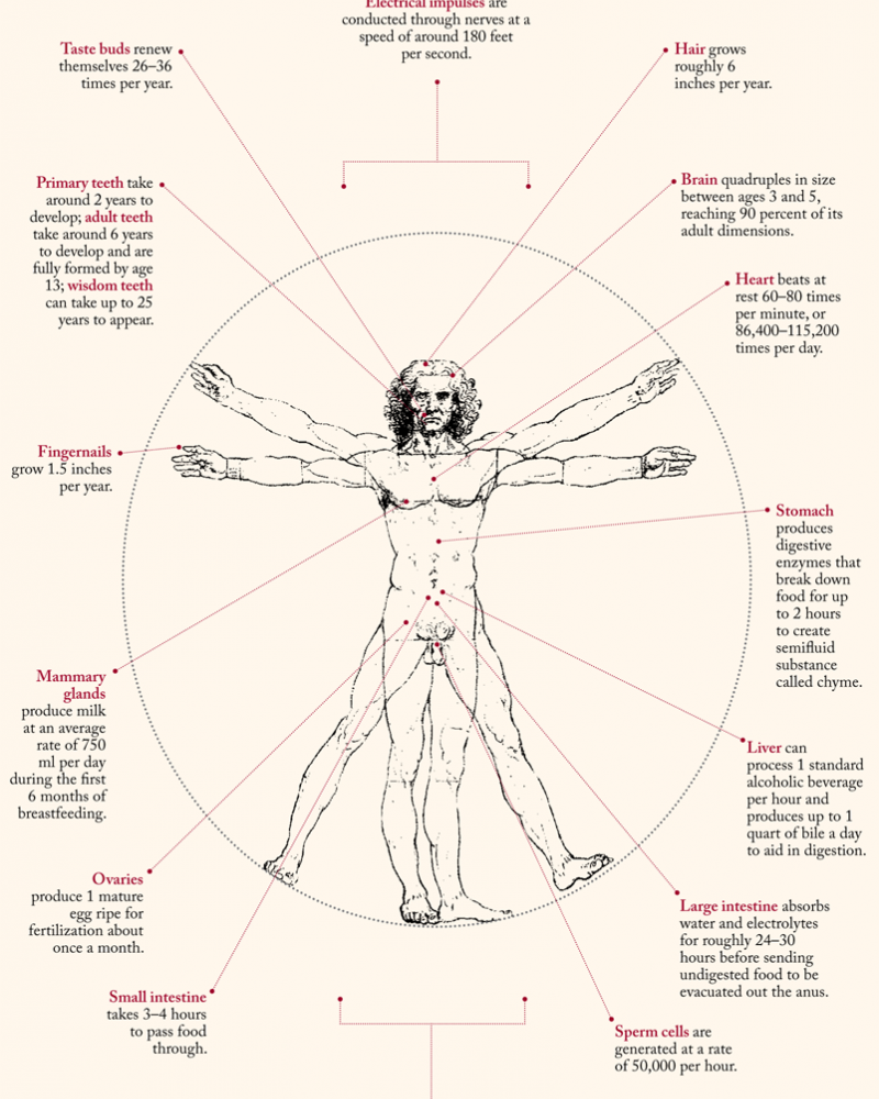 Chart showing body growth and regeneration.