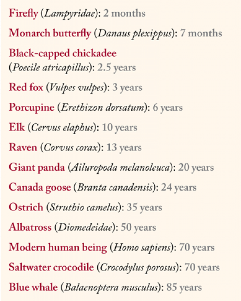 Chart of the average life span of insects and animals.