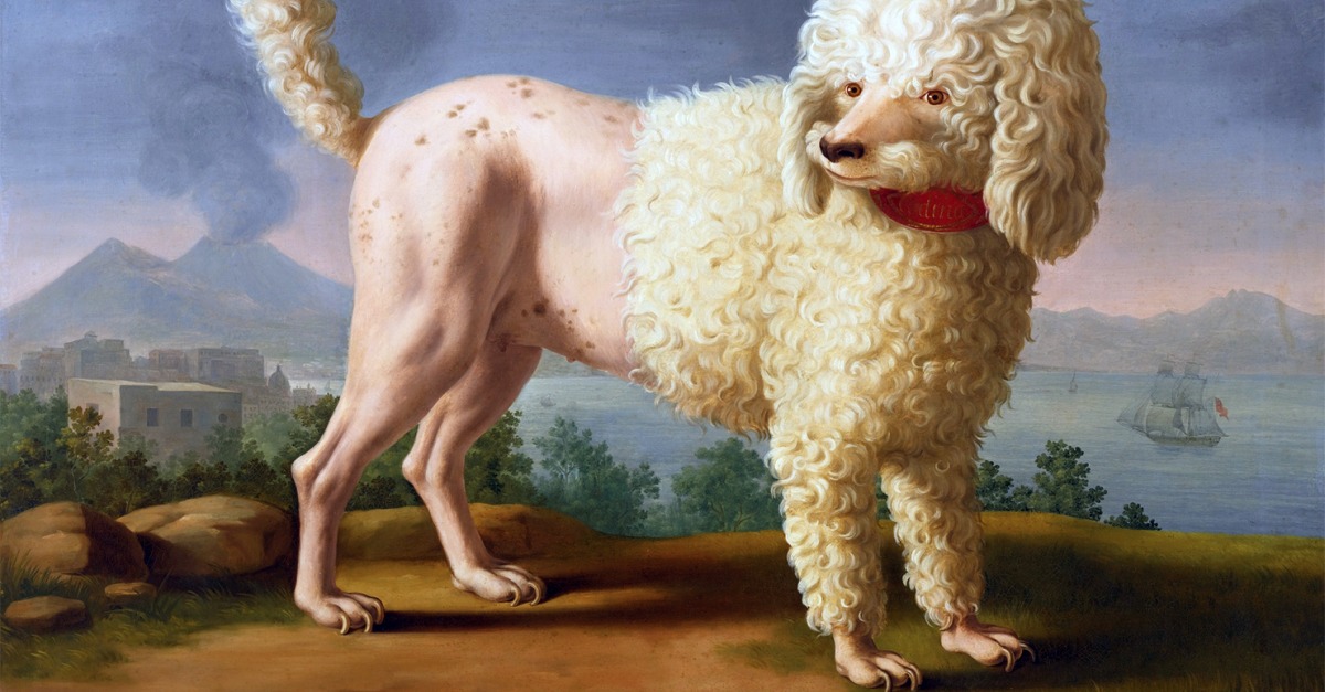 poodle images pictures