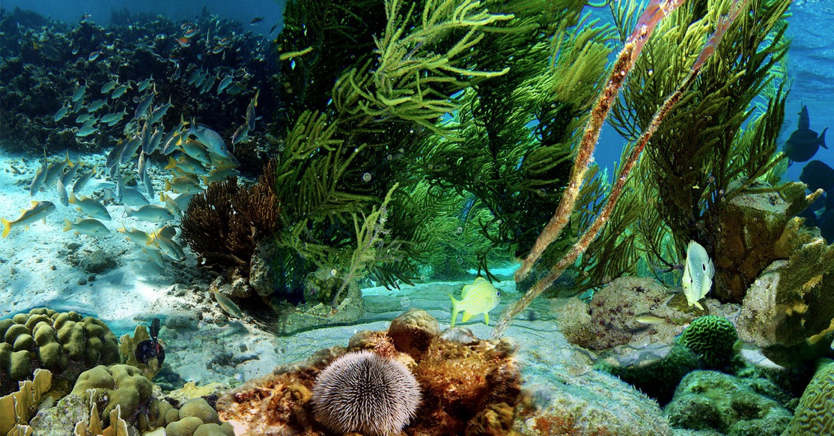 Underwater Impressions | Lapham’s Quarterly