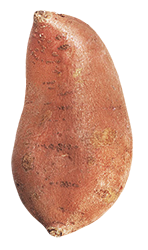 Upright sweet potato
