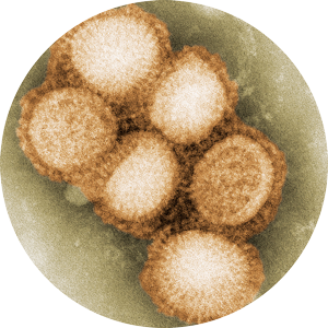 Flu under a miscroscope.