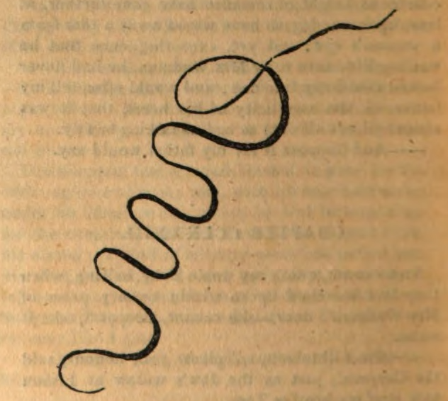 a printed squiggle.