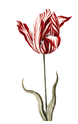 A red and white striped tulip.