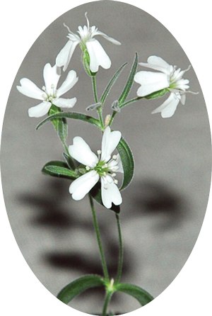 small white flowers on green stems