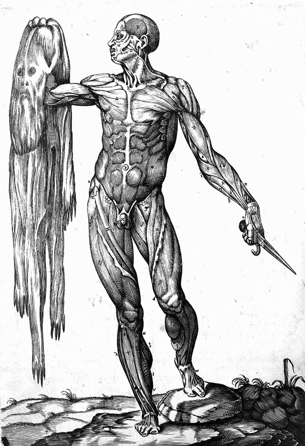 Male écorché, by Valverde de Hamusco, 1556. Wellcome Collection (CC BY 4.0).