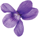 a violet.