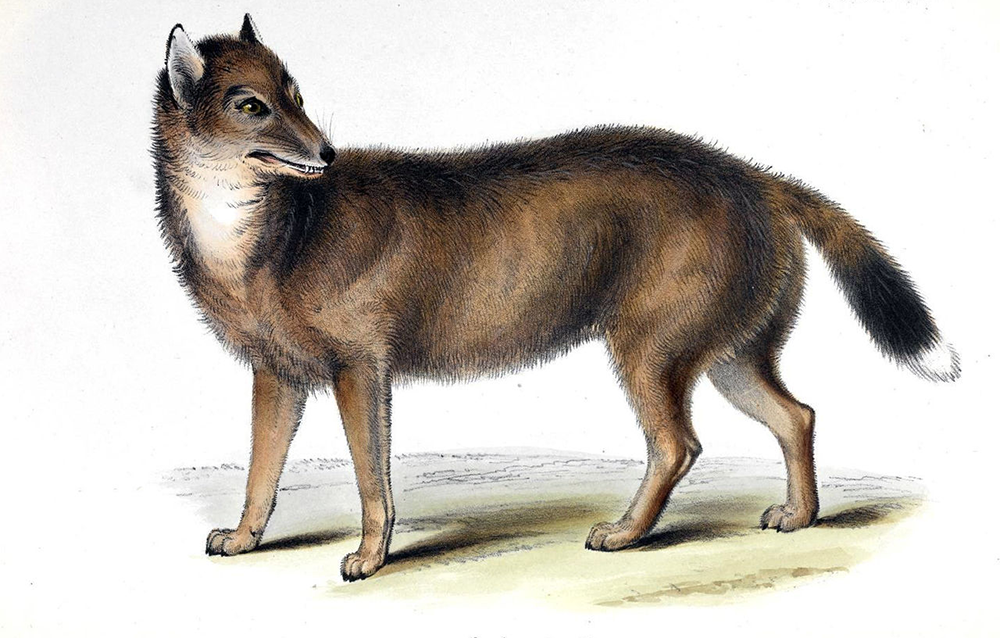 The warrah (Dusicyon australis), also called the Falkland Islands fox or wolf. It was neither of these, its closest relative being Chrysocyon brachyurus, the living South American maned wolf (also not a wolf). Charles Darwin, hearing about warrahs in 1834 during a visit to the islands, predicted that they would shortly go the way of the dodo. And so they did: 1876 was the last time a living animal was seen. Illustration from Mammalia, by George Waterhouse, part 2 of The Zoology of the Voyage of H.M.S. Beagle, ed. Charles Darwin (Smith Elder and Co., 1839).