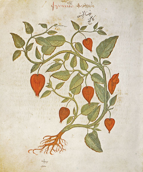 A botanical drawing of a plant with flat leaves and orange flowers.