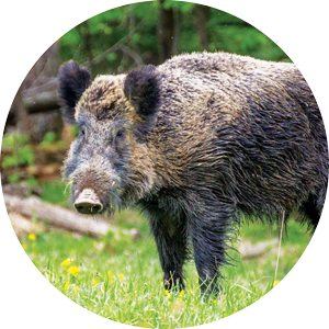 a wild boar.