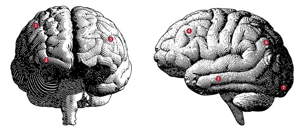 Front and side illustrations of the brain with numbers specifying locations